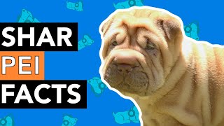 7 Facts about Shar Pei  Things You Might Not Know [upl. by Annice]