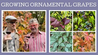 Growing Ornamental Grapes some members of the family might surprise you [upl. by Ecnahc194]