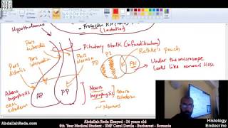 شرح تكوين الغذة النخامية Pituitary gland structure and histology  عبد الله رضا MD [upl. by Etnaed]