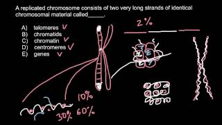 Telomeres Chromatids Chromatin Centromeres Genes [upl. by Ryder]