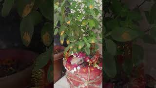 Tulsi ke paudhe mai ku bandha jata hai kalwa 🙏🚩🙏 vastu tulsikeupay tulsipujavidhi maiyatulsi [upl. by Phia113]