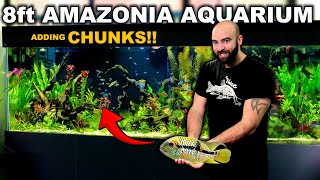 8ft AMAZONIA Aquarium Finally ADDING CHUNKS [upl. by Orling]