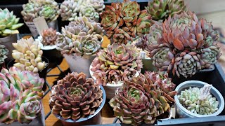 How To Separate Succulent Clusters to Propagate Fast [upl. by Nauh]