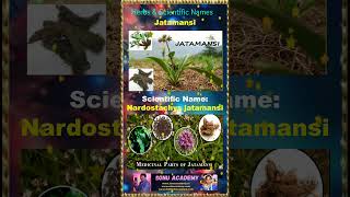 Jatamansi jatamsnsi 🍀🍀🍀 plants shorts shortsfeed shortvideos farming names herbs video [upl. by Trilly]