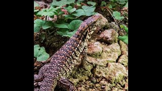 Tegu and Monitor Cage Setup Do this if you want a healthy lizard [upl. by Korman]