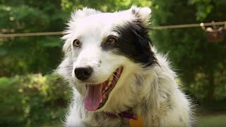 Dog Understands 1022 Words  Super Smart Animals  BBC Earth [upl. by Even]