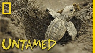 Surviving Sea Turtles  Untamed [upl. by Anauj]