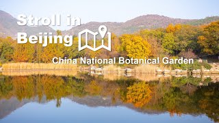 Stroll in Beijing—China National Botanical Garden [upl. by Bahner840]