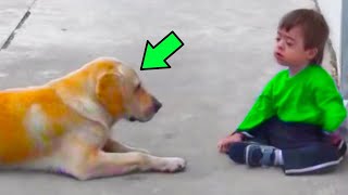 Labrador Spots A Boy With Down Syndrome His Reaction Will Make You Cry [upl. by Lyrej]