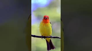 Hear the Beautiful Sounds of the Western Tanager [upl. by Enailil]