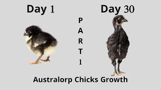 Australorp Chicks Growth Part 1  Day 1 to 30 [upl. by Nwahsyt627]