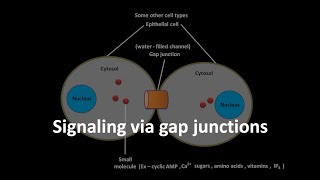 Gap junction and cell signaling [upl. by Pozzy]