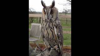 Long Eared Owl Bird Call [upl. by Benyamin]