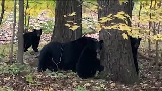 4 bear cubs found shot killed in NJ state park [upl. by Angil]