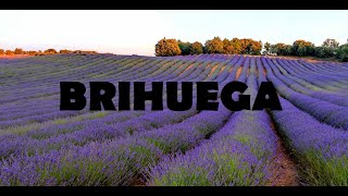 Lavender fields of Brihuega Guadalajara [upl. by Giorgio]