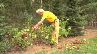 Hortensia snoeien  Hortensia onderhoud buiten  Tuinieren met Hendrik Jan de Tuinman [upl. by Korwun]