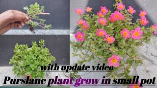 Purslane plant grow and care tips in small pot  Purslane plant [upl. by Akerdal27]