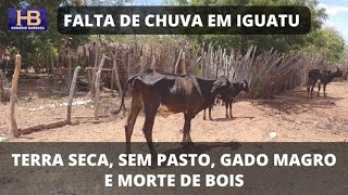 Falta de chuva em Iguatu deixa terra seca sem pasto e gado magro [upl. by Anihc28]