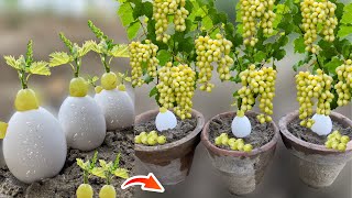 How To Grow Grapes From Grape Fruit in Eggs Using Banana  How To Plant Grapes  Growing Grapes [upl. by Corder267]