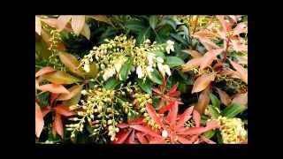 Best Evergreen Shrubs Pieris Mountain Fire Japanese Andromeda [upl. by Ettenna126]