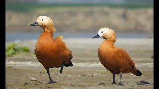 RUDDY SHELDUCK  BRAHMINY DUCK  PAIR [upl. by Aed]