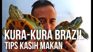 Tips Kasih Makan Kurakura Brazil pelihara kurakura [upl. by Nave151]