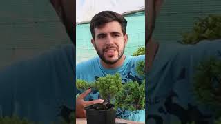 Descubre el Juniperus Procumbens Nana ¡El bonsái perfecto [upl. by Ahtekal]