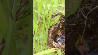 Mix babies Bird Finches Chicks at Nest EP222 birds birdslover finch finchfinch petbird nature [upl. by Htur]