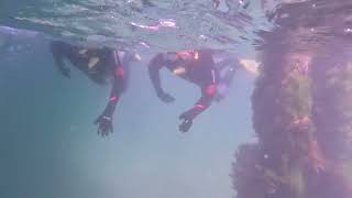 Snorkeling Port Noarlunga Marine Sanctuary [upl. by Enneirb]