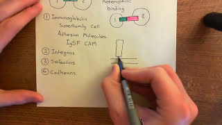 Integrins Part 2 [upl. by Aicenra]