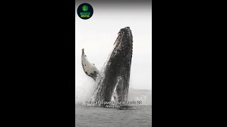 🐳 BALLENAS JOROBADAS ¡¡Seguro No Lo Sabías ✅ ballenasjorobadas [upl. by Ymassej]