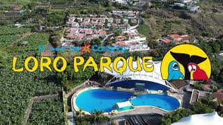 Loro Parque  Tenerife 2023 [upl. by Modesta949]