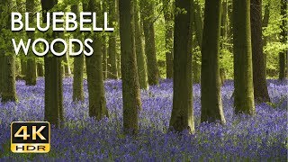 4K HDR Bluebell Woods  English Forest  Birds Singing  No Loop  Relaxing Nature Video amp Sounds [upl. by Cloris]