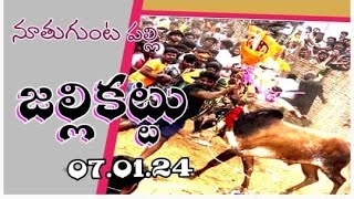 Nuthiguntapalli JALLIKATTU HIGHLIGHTS [upl. by Steffen901]