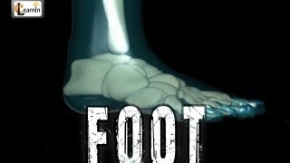 Foot Bones explained  Foot joints and ankle movements  Human Anatomy in 3D  elearnin [upl. by River]