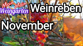 Weinrebe November letzte Trauben Vorbereitung für Veredelung Stecklinge Rückschnitt [upl. by Ahsoj335]