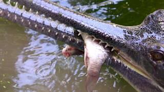 Gharial Crocodile Facts Attack Sound  Reptiles Animals  Wildlife Sanctuary  Endangered Species [upl. by Harwilll]