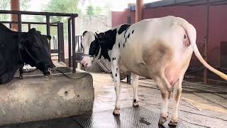 HF Cows ForSale ChopraDairyFarm Punjab DairyFarm ABS Denmark Wws Breed Farm 7009645902 [upl. by Ella139]