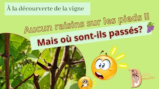 Filage ou coulure  Bref il ny a pas de raisins cette année [upl. by Mutz]