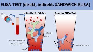 ELISA Test direkt indirekt SANDWICHELISA  Biologie Immunbiologie [upl. by Ileak]