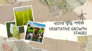 ধান ফসলের জীবণকাল ‍ও বিভিন্ন স্তর rice ricegrowthstage [upl. by Esihcoc]