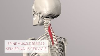 Spine Series Part 9 Neck Muscles Semispinalis Cervicis beware mistake see description [upl. by Alah690]