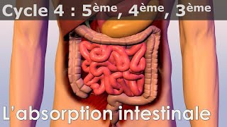 SVT  Cycle 4  COURS  Labsorption intestinale [upl. by Rosabella]