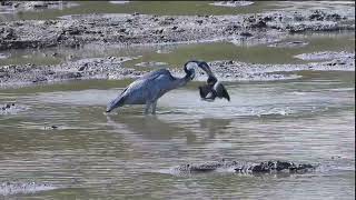 Heron catches dove [upl. by Lorianna]