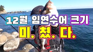 한파속 방파제 특급 임연수 막나온다 맛있는 임연수어 구이 먹어보자 Sea fishing in the cold wave Atka mackerel baked fish [upl. by Baudelaire]