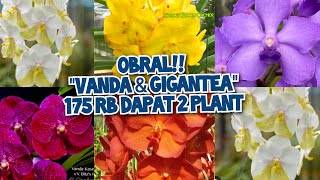 STOCK BARU VANDA amp GIGANTEA  175 RB DAPAT 2 PLANT no admin 085782741417 🙏💯 [upl. by Mignon]