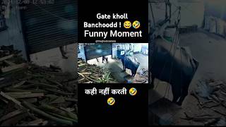 Funny moment 🤣 yt animal shortfeed shortvideo trending music ytshorts funny comedy buffalo [upl. by Neala772]