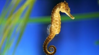 Seahorses [upl. by Feeley]