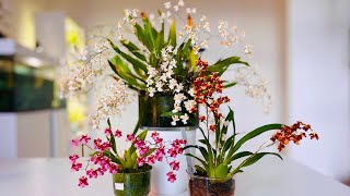 Oncidium tiny twinkles in bloom 2022 [upl. by Tavia]