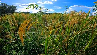 Intercropping Rice Garden on Hill with Beautiful Rubber Trees [upl. by Nohsreg]